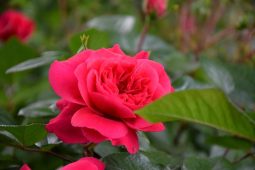 Welcome Concert for the newly arrived Ambassadors of Algeria and Turkiye (15 May 2023)